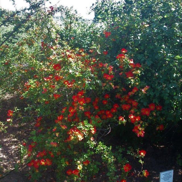 Seltene Rosen im Sortiment der GartenBaumschule Lehnert - Bodendecker, Obstbäume, Rosen, Ziersträucher und Heckenpflanzen aus Sangerhausen