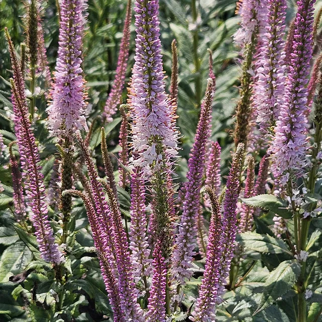 *Kandelaber-Ehrenpreis 'Erika'* (Veronicastrum virginicum 'Erika')