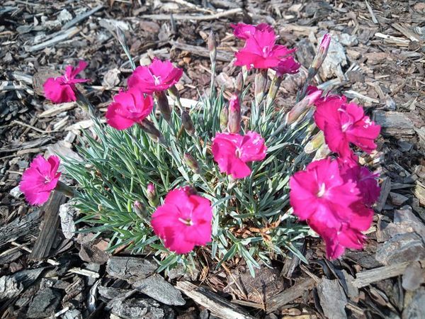 *Pfingstnelke* (Dianthus caesius)