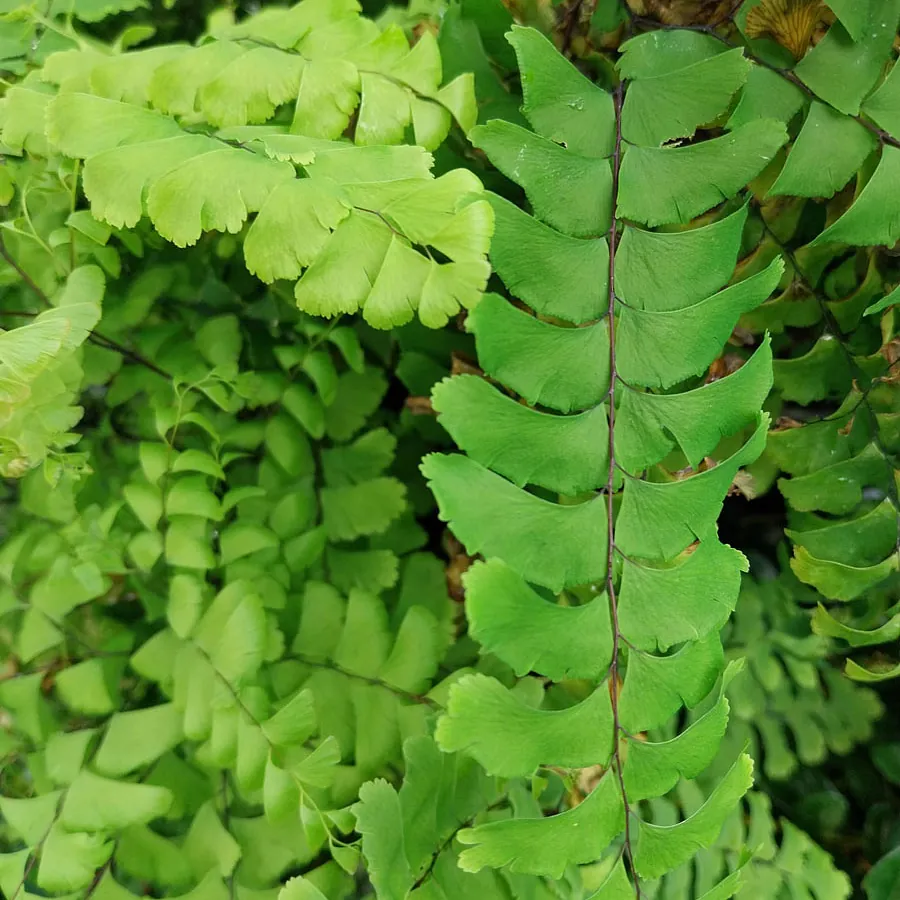 *Pfauenradfarn* (Adiantum pedatum)