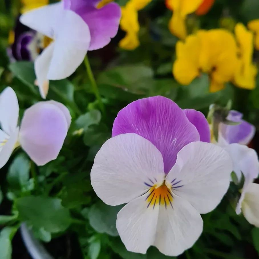 *Hornveilchen* (Viola cornuta)