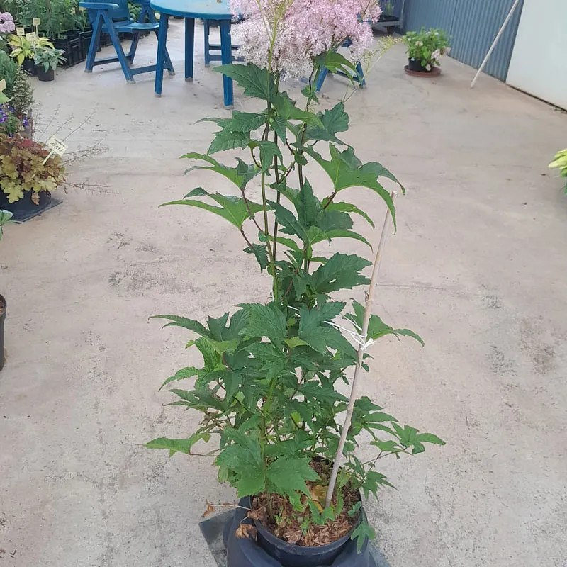 *Mädesüß* (Filipendula rubra)