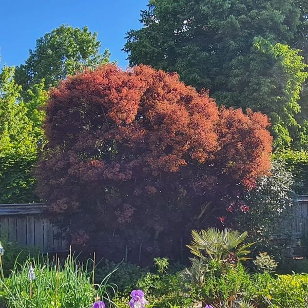 *Roter Perückenstrauch 'Royal Purple'* (Cotinus coggygria 'Royal Purple')