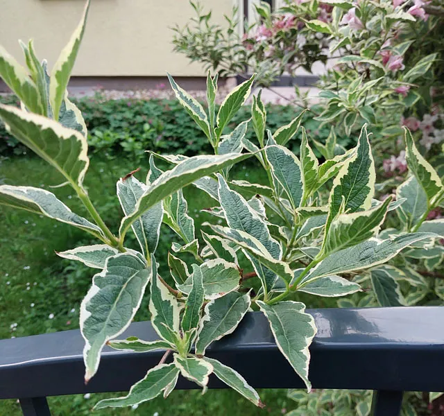 *Buntblättrige Weigelie 'Nana Variegata'* (Weigela florida 'Nana Variegata')