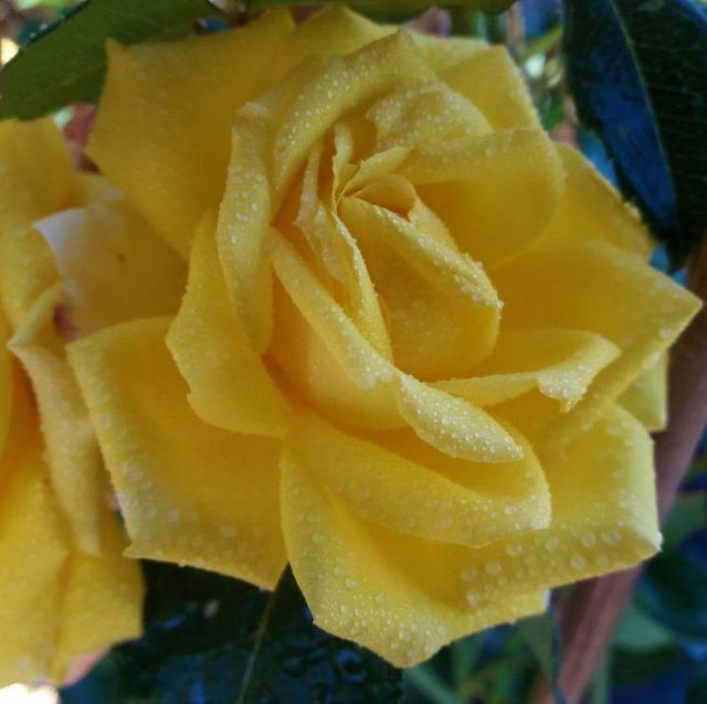 Kletterrosen im Sortiment der GartenBaumschule Lehnert - Bodendecker, Obstbäume, Rosen, Ziersträucher und Heckenpflanzen aus Sangerhausen
