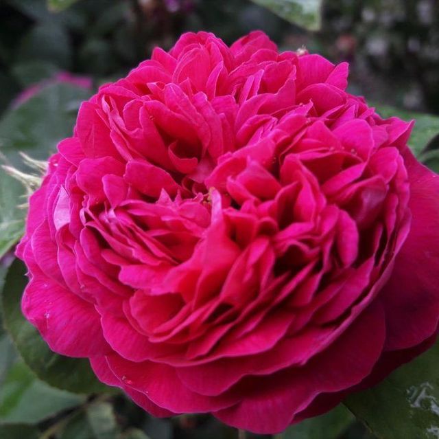 Seltene Rosen im Sortiment der GartenBaumschule Lehnert - Bodendecker, Obstbäume, Rosen, Ziersträucher und Heckenpflanzen aus Sangerhausen