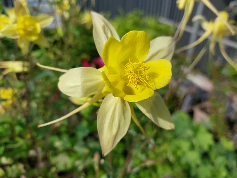 *Langspornige Akelei* (Aquilegia chrysantha)
