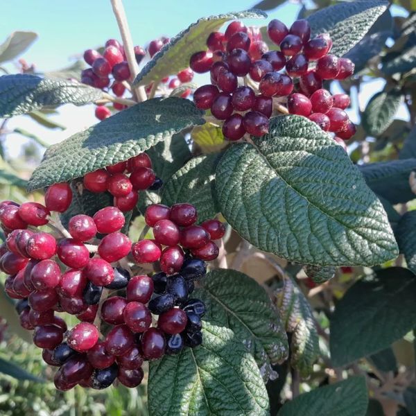 *Runzelblättriger Schneeball* (Viburnum rhytidophyllum)