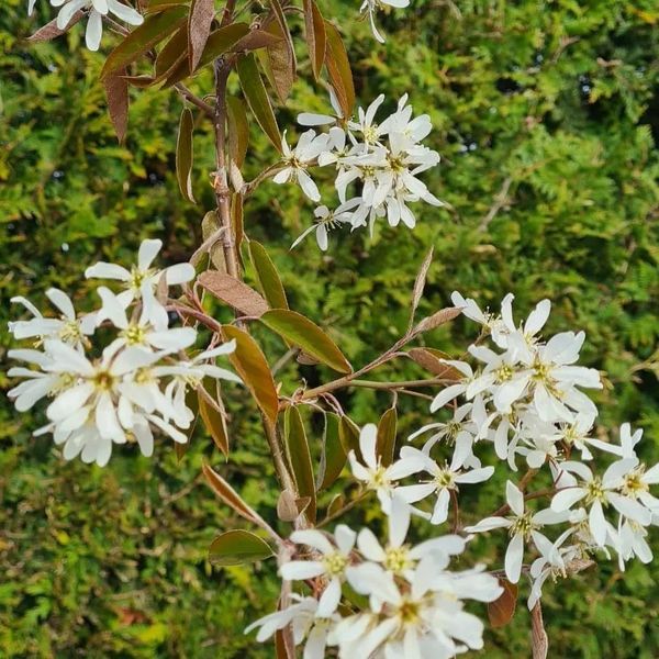 *Kupfer-Felsenbirne* (Amelanchier lamarckii) 