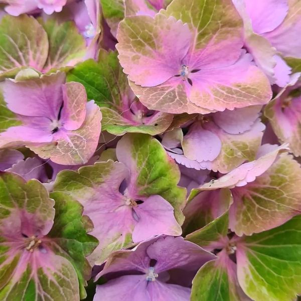 *Hortensie 'Magical Four Seasons' (Hydrangea macrophylla 'Magical Four Seasons')
