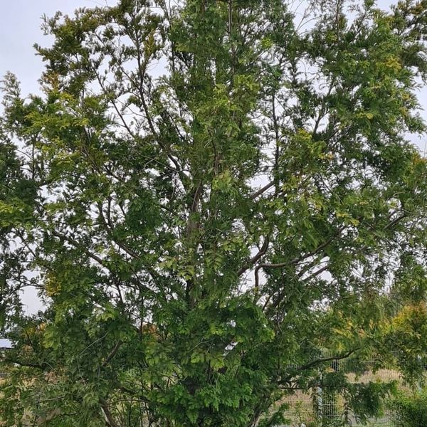 *Urwelt-Mammutbaum* (Metasequoia glyptostroboides) 