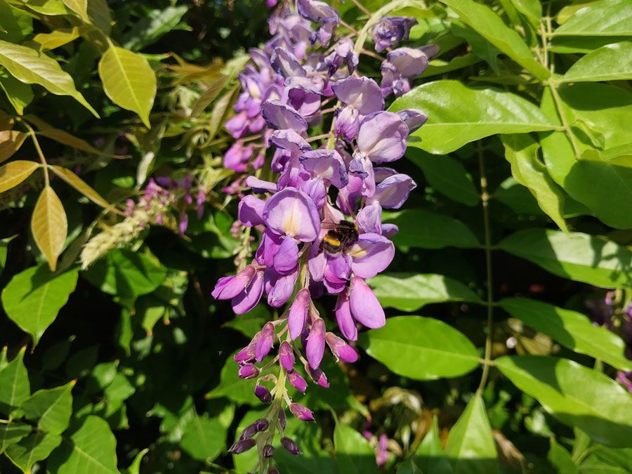 *Blauregen 'in Sorten'* (Wisteria floribunda 'in Sorten')