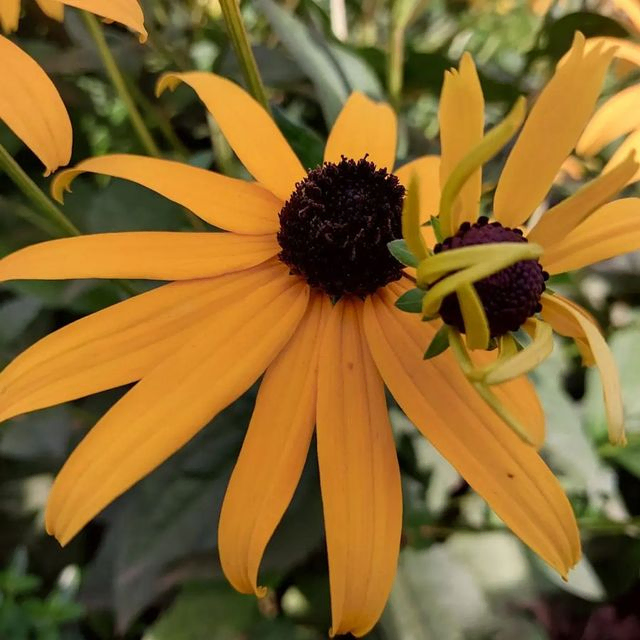 *Sonnenhut 'Goldsturm'* (Rudbeckia fulgida var. sullivantii 'Goldsturm')