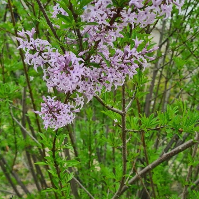 *Afghanischer Flieder* (Syringa afghanica)
