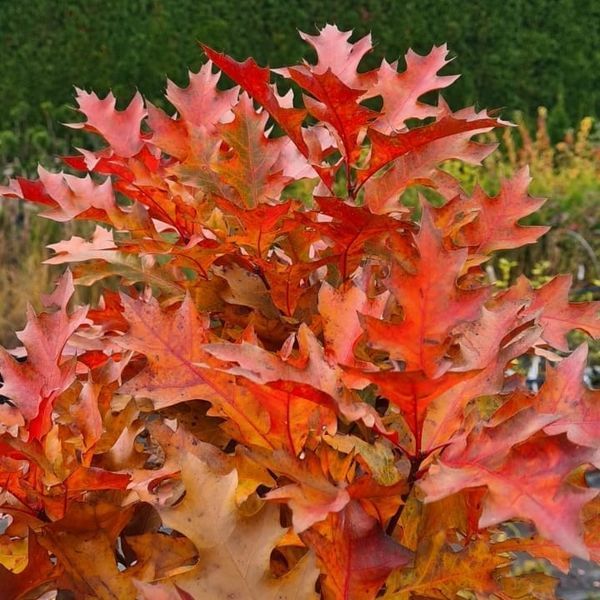 *Kugel-Sumpfeiche 'Green Dwarf'* (Quercus palustris 'Green Dwarf')