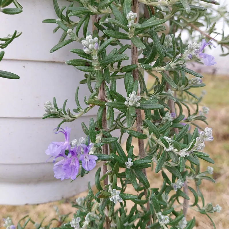 *Überhängender Rosmarin* (Rosmarinis officinalis 'Capri')
