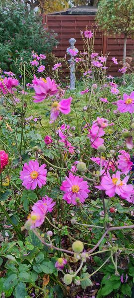 *Japan-Herbst-Anemone 'Pamina'* (Anemone japonica 'Pamina')