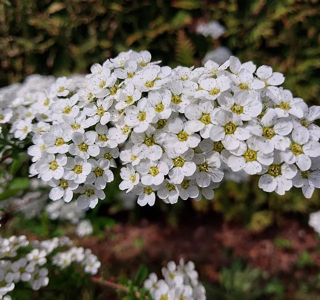 *Weiße Rispenspiere 'Grefsheim'* (Spiraea cinerea 'Grefsheim')