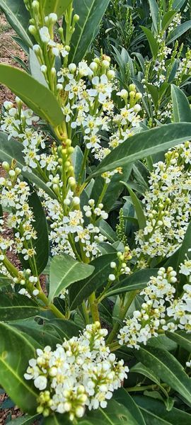 *Kirschlorbeer 'Herbergii'* (Prunus laurocerasus)