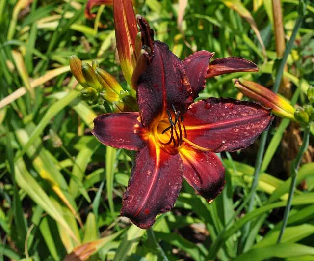 *Taglilie i.S.* (Hemerocallis i.S.)