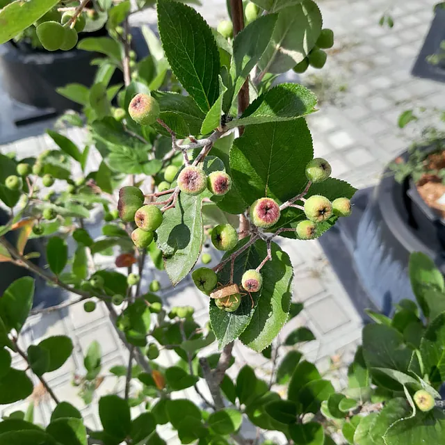 *Apfelbeere* (Aronia prunifolia 'Nero')