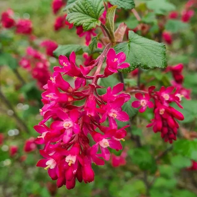 *Blutjohannisbeere 'King Edward VII'* (Ribes sanguineum 'King Edward VII')