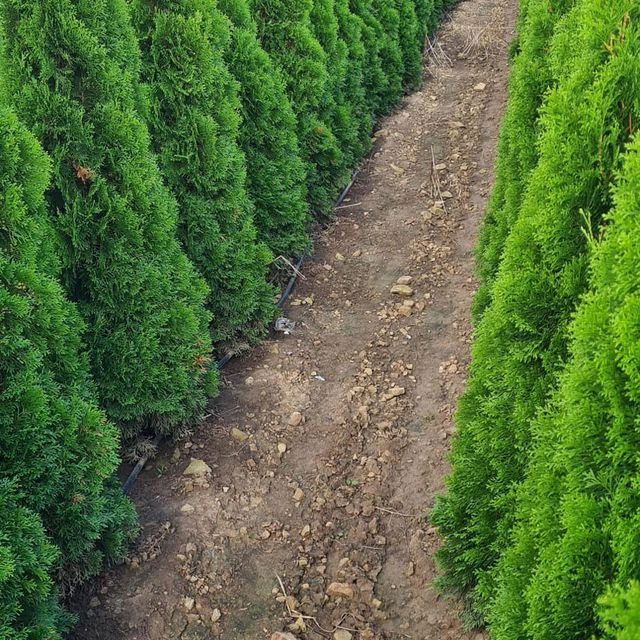 *Lebensbaum 'Smaragd* (Thuja occidentalis 'Smaragd')