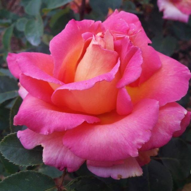 Edelrosen im im Sortiment der GartenBaumschule Lehnert - Bodendecker, Obstbäume, Rosen, Ziersträucher und Heckenpflanzen aus Sangerhausen