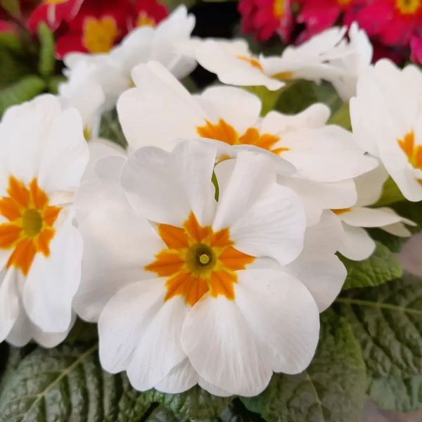 *Primel* (Primula vulgaris)