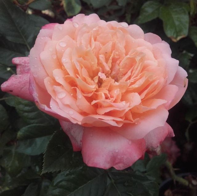 Edelrosen im im Sortiment der GartenBaumschule Lehnert - Bodendecker, Obstbäume, Rosen, Ziersträucher und Heckenpflanzen aus Sangerhausen