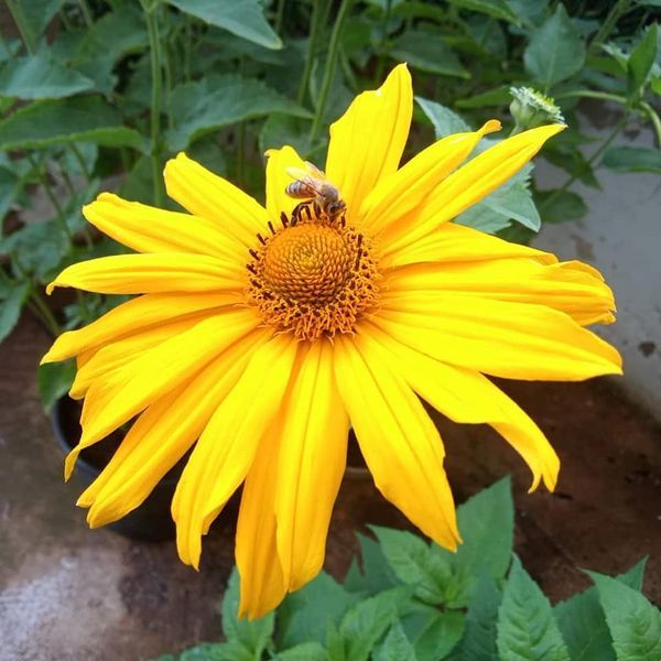 *Sonnenauge* (Heliopsis scabra)