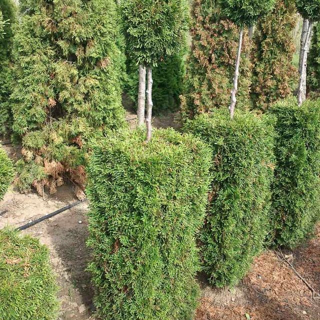 Formgehölze - Thuja - im Sortiment der GartenBaumschule Lehnert - Bodendecker, Obstbäume, Rosen, Ziersträucher und Heckenpflanzen aus Sangerhausen