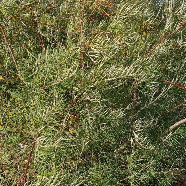 *Rosmarinweide* (Salix rosmarinifolia)