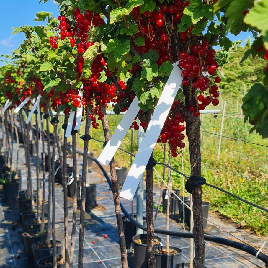 *Rote Johannisbeere 'Jonkheer van Tets'* (Ribes rubrum 'Jonkheer van Tets')