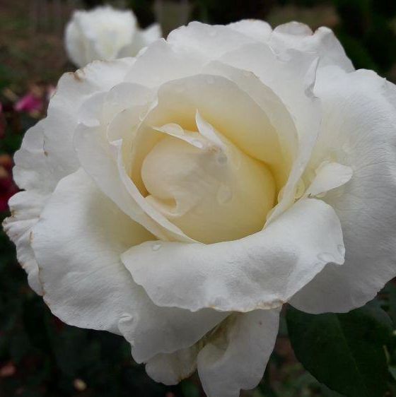 Edelrosen im im Sortiment der GartenBaumschule Lehnert - Bodendecker, Obstbäume, Rosen, Ziersträucher und Heckenpflanzen aus Sangerhausen