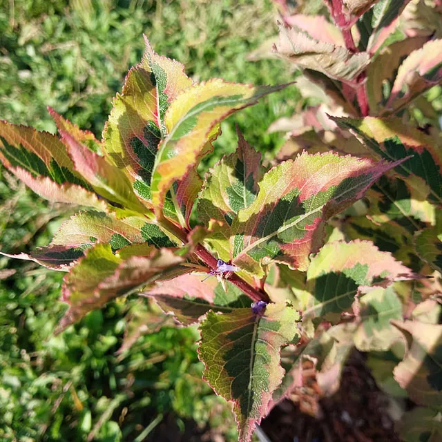 *Weigelie 'Magical Rainbow'* (Weigela florida 'Magical Rainbow')