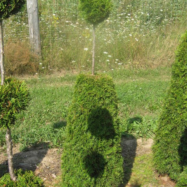 Formgehölze - Thuja - im Sortiment der GartenBaumschule Lehnert - Bodendecker, Obstbäume, Rosen, Ziersträucher und Heckenpflanzen aus Sangerhausen