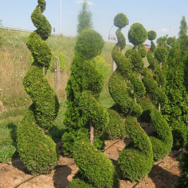 Formgehölze - Thuja - im Sortiment der GartenBaumschule Lehnert - Bodendecker, Obstbäume, Rosen, Ziersträucher und Heckenpflanzen aus Sangerhausen