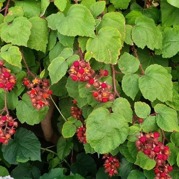 *Japanische Weinbeere* (Rubus phoenicolasius)