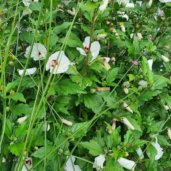  *Garten-Eibisch* in Sorten (Hibiscus syriacus)