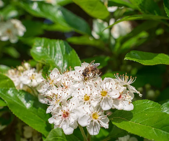 *Apfelbeere* (Aronia prunifolia 'Nero')