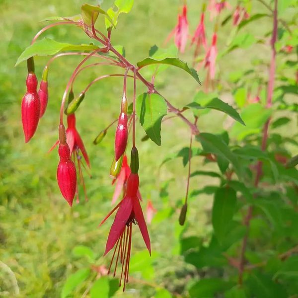 *Winterharte Scharlachfuchsie* (Fuchsia magellanica 'Riccartonii')