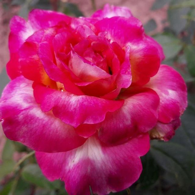 Edelrosen im im Sortiment der GartenBaumschule Lehnert - Bodendecker, Obstbäume, Rosen, Ziersträucher und Heckenpflanzen aus Sangerhausen