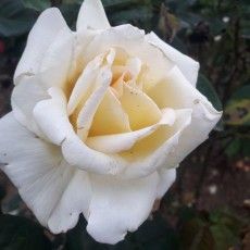 Edelrosen im im Sortiment der GartenBaumschule Lehnert - Bodendecker, Obstbäume, Rosen, Ziersträucher und Heckenpflanzen aus Sangerhausen