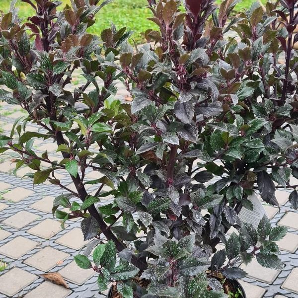 *Stechpalme* (Ilex aquifolium)