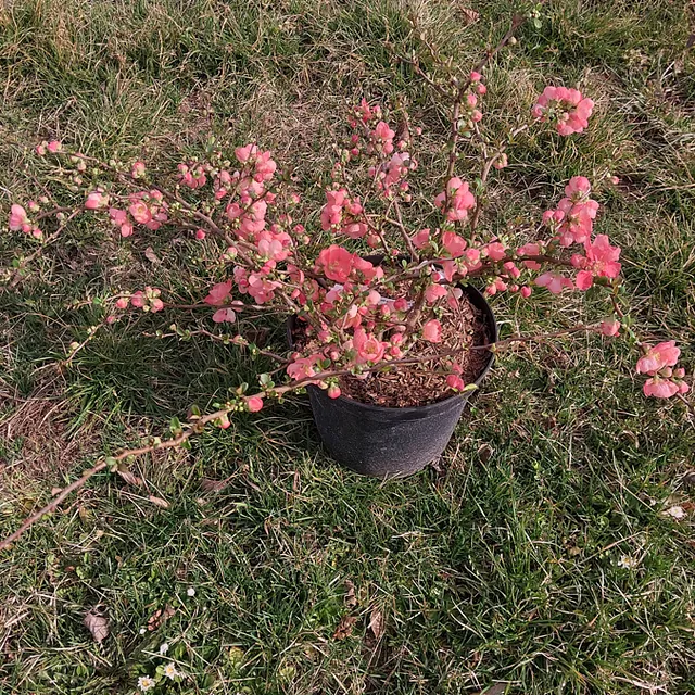 *Zierquitte 'Pink Trail'* (Chaenomeles superba 'Pink Trail')