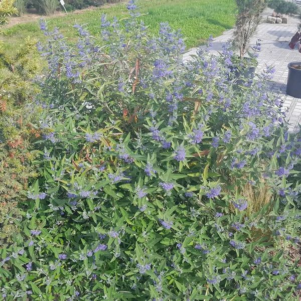 *Bartblume* (Caryopteris clandonensis 'Heavenly Blue') 