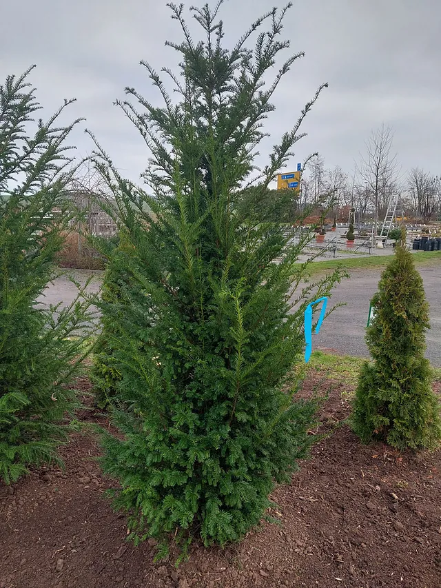 Thuja occ. ´Smaragd