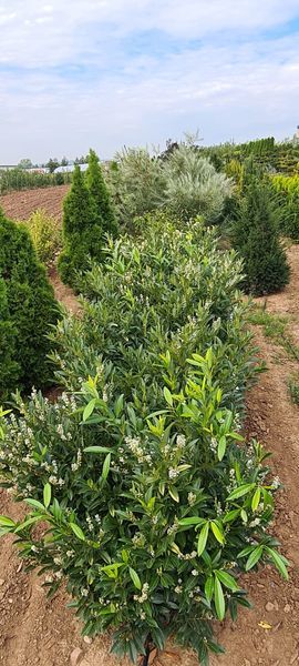 *Kirschlorbeer 'Herbergii'* (Prunus laurocerasus)