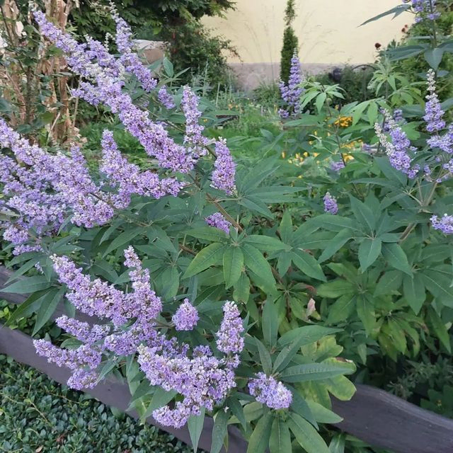 *Mönchspfeffer* (Vitex agnus-castus)